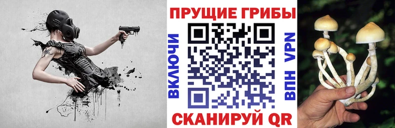 площадка какой сайт  блэк спрут как зайти  Дальнегорск  Галлюциногенные грибы Psilocybine cubensis 